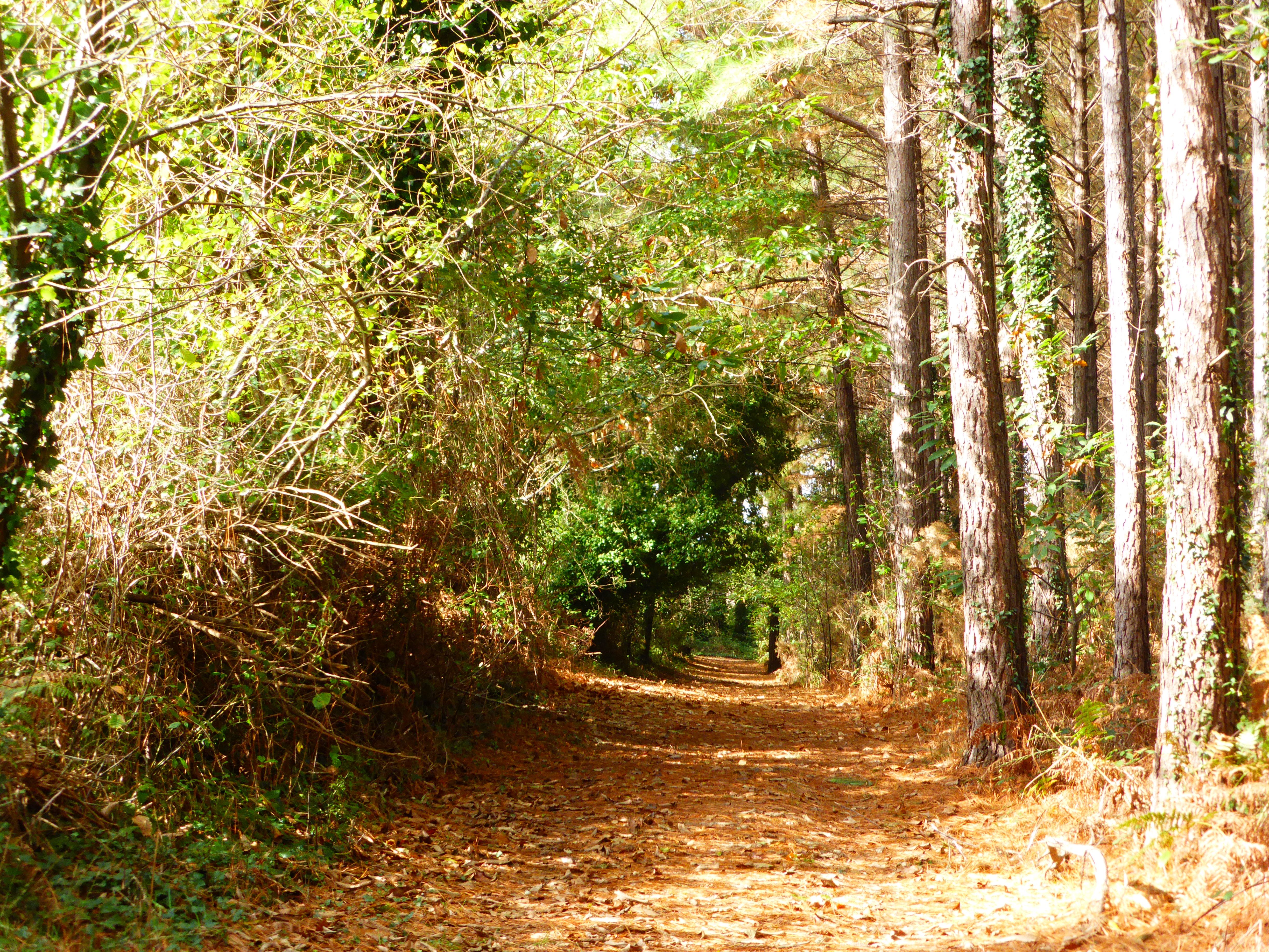 route du jeûne